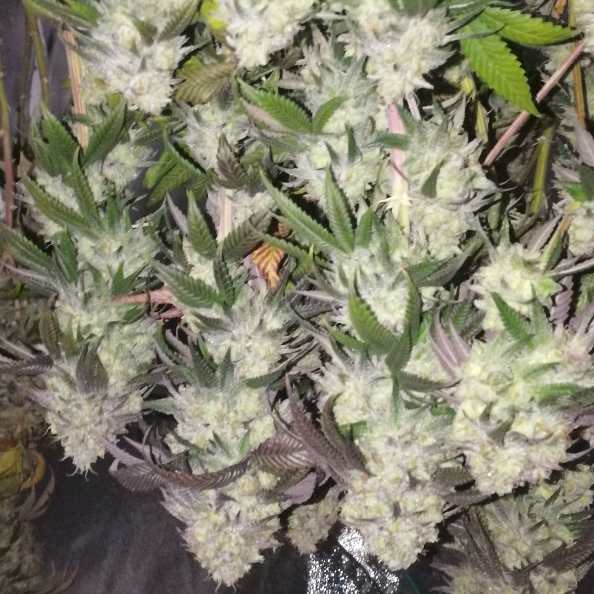 Finally chopped Humboldt Seeds Sugar Breath. Looking frosty and some lovely colours coming out. Grown under @LedInvisible (undercover5 for 5% off)