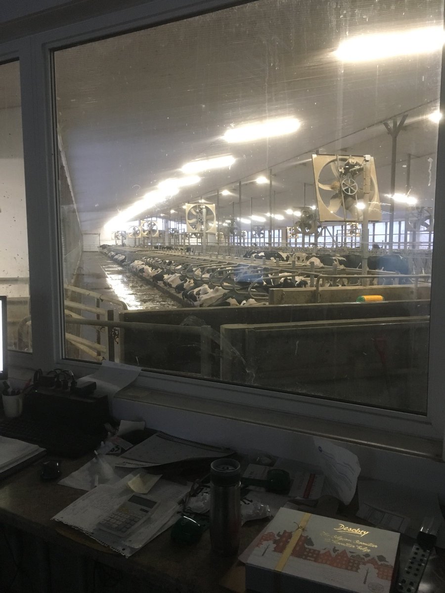 View from my office,like to see comfortable cows