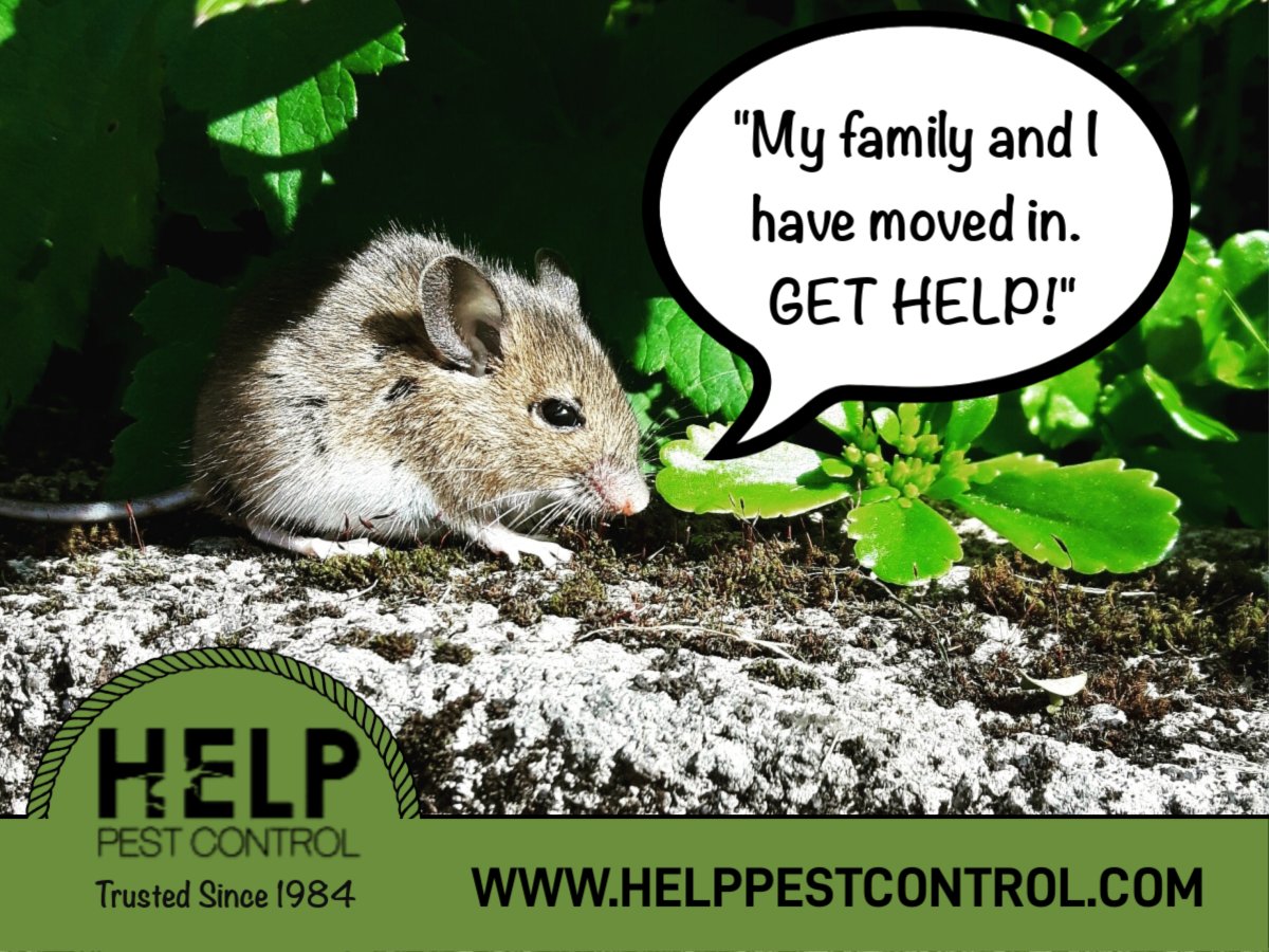 Saturday brings the official arrival of winter ... which could lead to even more critters trying to make their way into your home for warmth and shelter!

If unwelcome guests are visiting you this season, be sure to call HELP Pest Control at -888-568-4693.