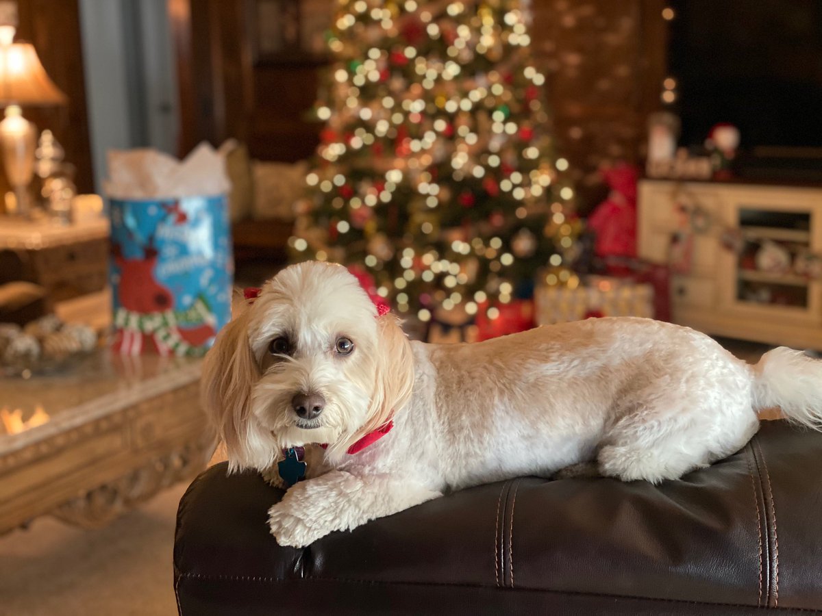 stillgotluvforu's tweet photo. here’s a photo of poppy, stream christmas tree farm!!!! 🎄✨🐶 @taylornation13 #ChristmasTreeFarmPets https://t.co/teJf5XHTaw