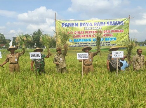 gunungkidulpost's tweet photo. Petani Ponjong Beramai-ramai Panen Padi https://t.co/zALL20u4mL https://t.co/UQjJNIjuWs