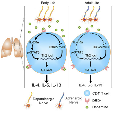 ImmunityCP's tweet photo. Xingbin Ai, Wei Wang &amp;co: Sympathetic #nerves undergo a dopaminergic-to-adrenergic transition during post-natal development of the #lung | Dopamine signaling in CD4+ T cells promotes a Th2 phenotype, which makes young mice more susceptible to #allergy https://t.co/6zXYx8olHk https://t.co/LNzYzuD8Yd