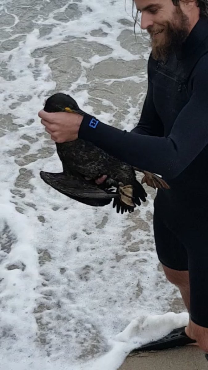 Our EPRU was called out today to rescue a Mediterranean Shag - an increasingly rare seabird that nests on the Rock of #Gibraltar. The animal was entangled in a recreational fishing line. Glad to report it was successfully released unharmed. #WildlifeRescue #MarineProtection