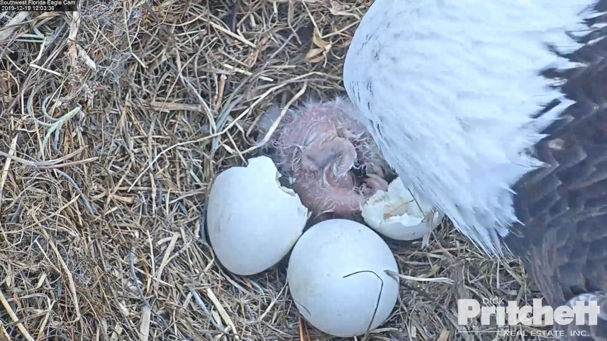 SWFLEagleCAM's tweet photo. E14 has hatched! Welcome to the world little one! 🥰 Watch Live: https://t.co/YBIKaaUcaX https://t.co/U48Sp0iqd4