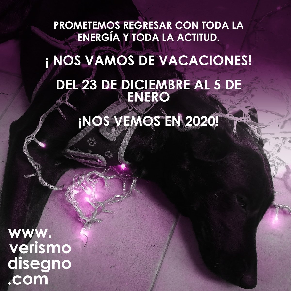verismomarca's tweet photo. Este año estuvo lleno de retos, estamos felices pero cansados como el perrito de la foto ¡Nos vemos en 2020! https://t.co/3xNNlf7s7M