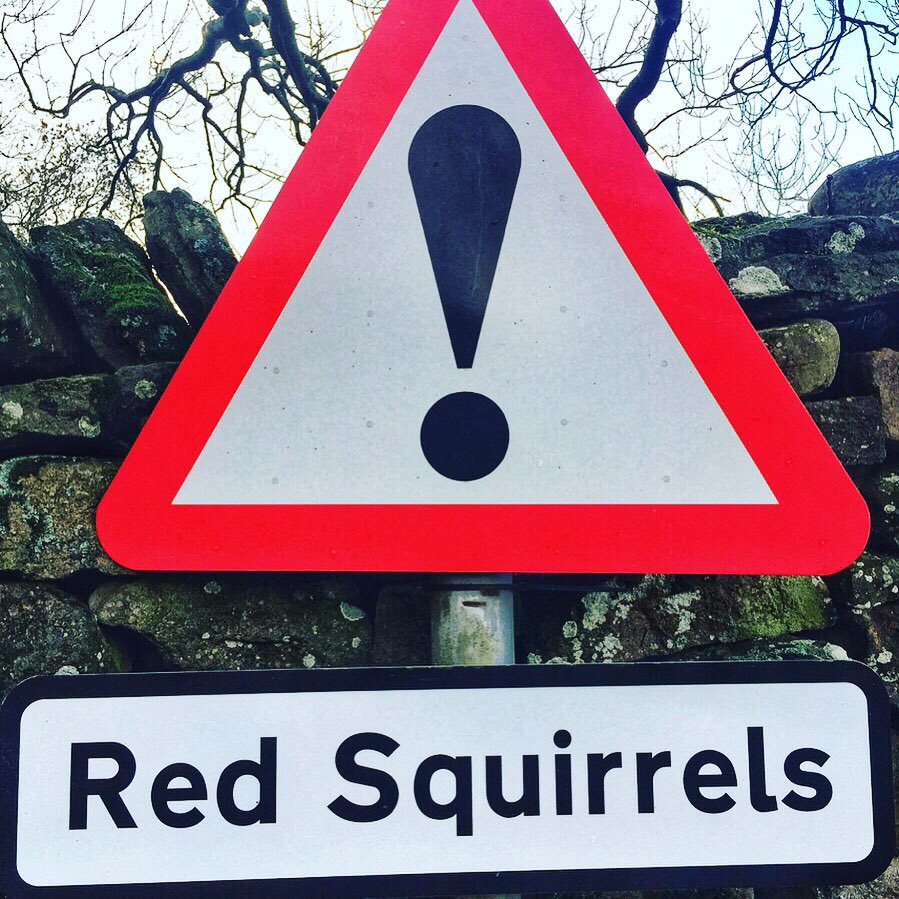oldcrofthouse's tweet photo. Often asked by guests what these signs are for, our favourite response is that they go for your ankles and nibble your nuts...
#savethereds #redsquirrel #kirkbystephen #cumbria #todaysbeauty #pendragon #castleruin #naturephotography #yorkshiredalesnationalpark @RedSquirrelsUtd https://t.co/Jb0D0YYOU2