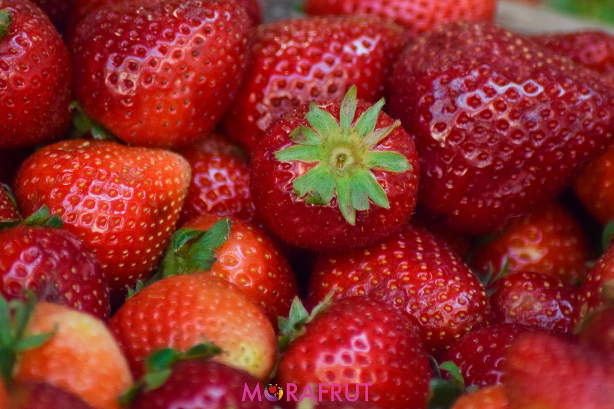 mujermujeruy's tweet photo. Si querés hacerte la mejor ensalada de frutas en este día de calor pasá por Mora Frut! Las frutas son deliciosas y todas las semanas tienen ofertas que las hacen muy convenientes.
📍 Avenida Brasil 2838 Esquina Santiago Vázquez
☎ 27095977-092335673
📩 morafrutpocitos@gmail.com https://t.co/wQQcqzxh38