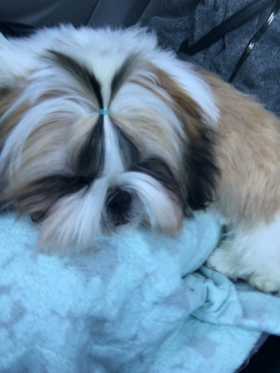 AshleySas24's tweet photo. Meet Ollie Sassenrath ❤️❤️ https://t.co/qxa3t2XUEc