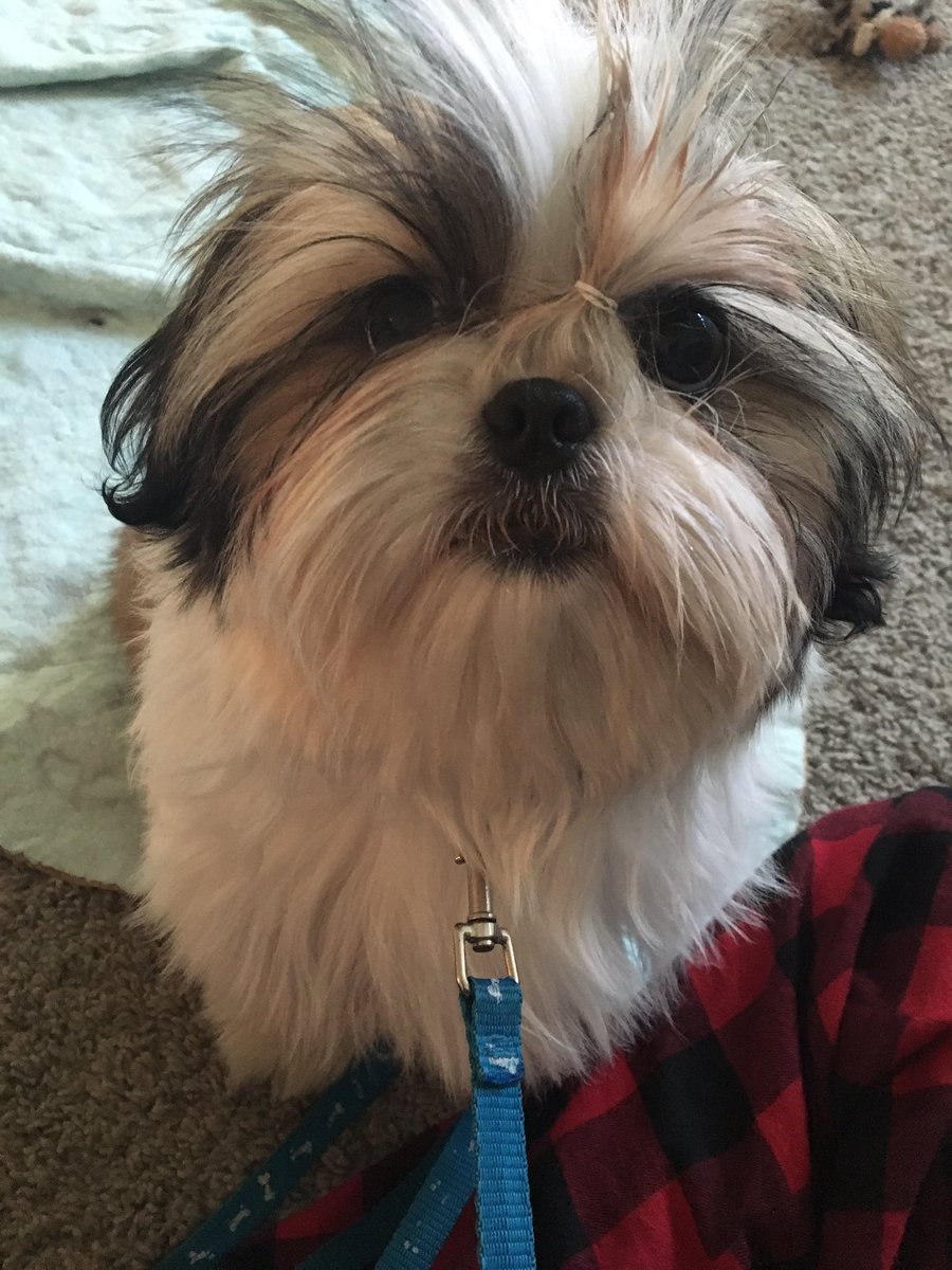 AshleySas24's tweet photo. Meet Ollie Sassenrath ❤️❤️ https://t.co/qxa3t2XUEc