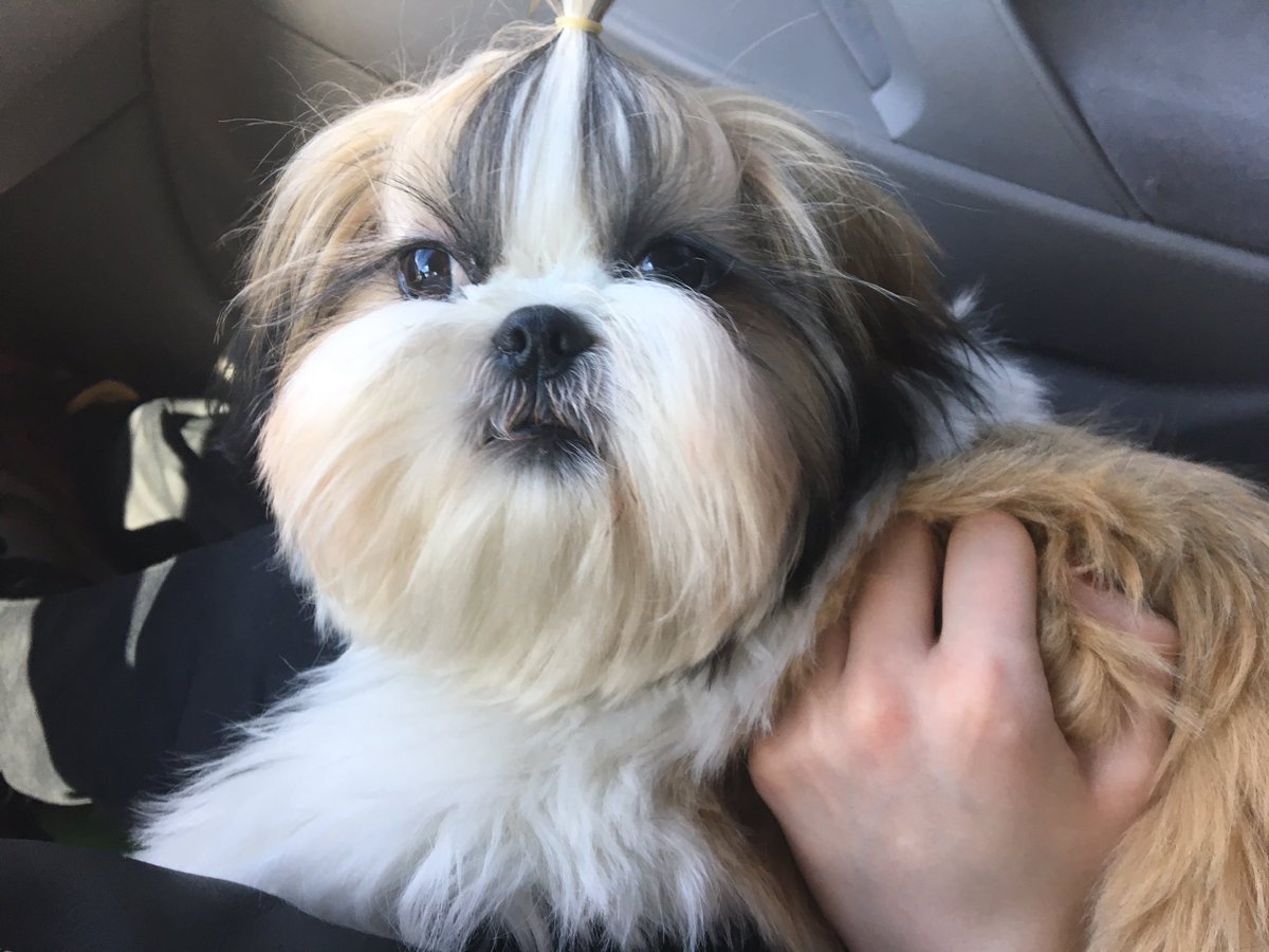 AshleySas24's tweet photo. Meet Ollie Sassenrath ❤️❤️ https://t.co/qxa3t2XUEc