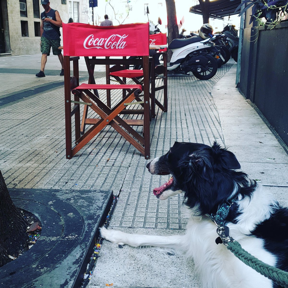 marianond's tweet photo. Tardecifa de café en pasaje Dicepolo
#rootcafe #pasajedicepolo #borzoi https://t.co/3ahr7DDznE