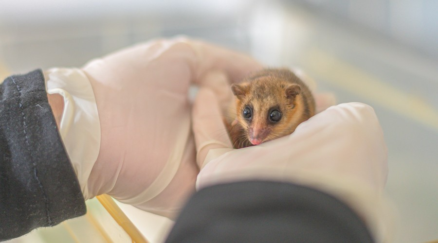 Monito del Monte fue exitosamente rehabilitado en USS Concepción
uss.cl/medicina-veter…