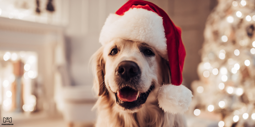 GrupoMascoteros's tweet photo. Prepara su look de navidad
¡Entra en nuestra tienda y encuentra todo lo que necesitas
👉 https://t.co/Nz9zcZbBCf
.
.
#perros #mascoteros #petlovers #cachorro #mascota #perrosdeinstagram #hund #cane #gos #perrito #instaperro #ilovemydog #mascotas #perrosfelices #christmas https://t.co/Ezs5rJEgf9