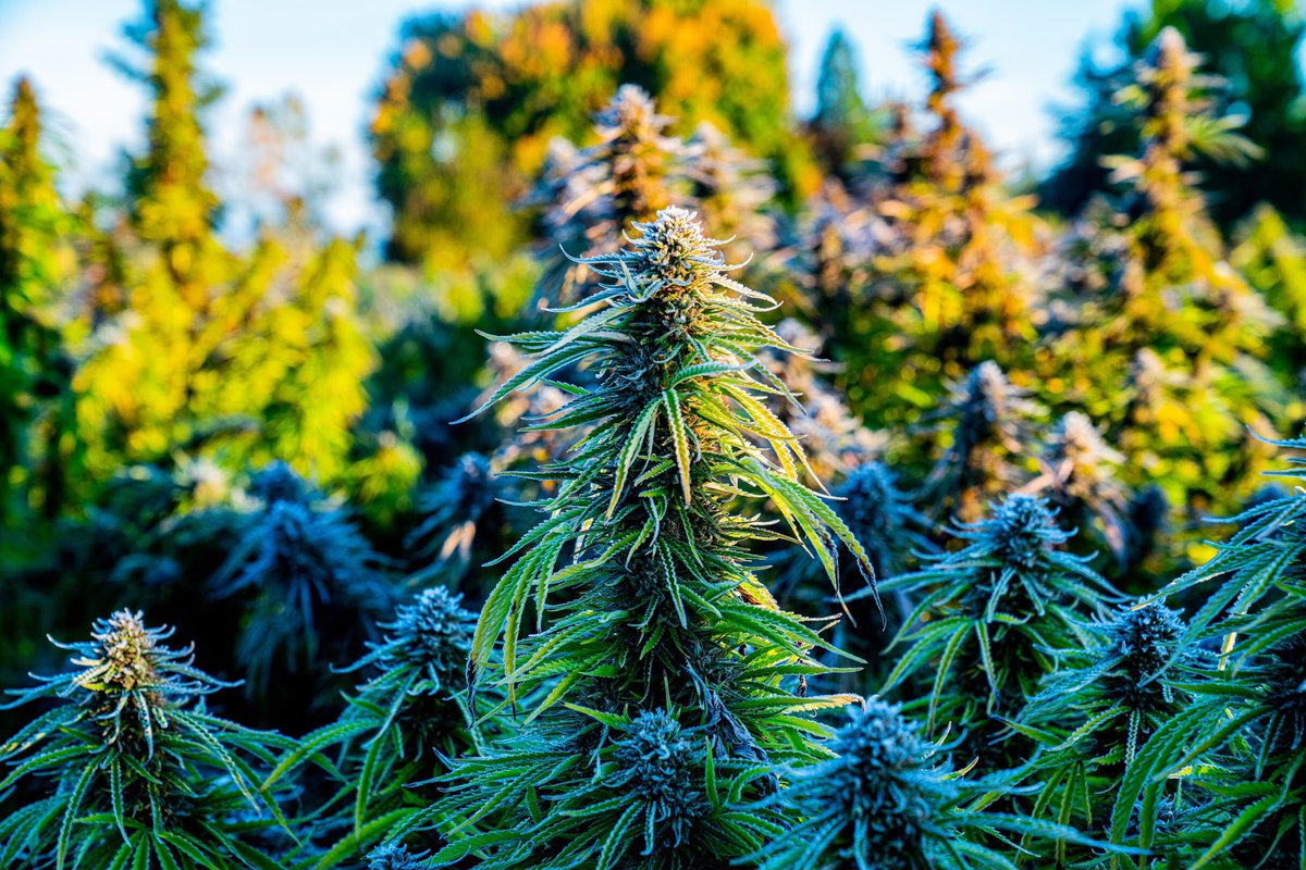 cdrhemp's tweet photo. we start with finest genetics to create premium CBG &amp; CBD offerings.
.
#keepingyouwell #cbg #genetics #americanmade #onthego #madeinusa #usa #essentialoil #hemp #seedtosale #nature #bestyou #cbggummies #cbgforrecovery #cbgheals #cbgwellness #cbgbenefits #cbdlotion #cbdsalve https://t.co/GtA9L5Edu3