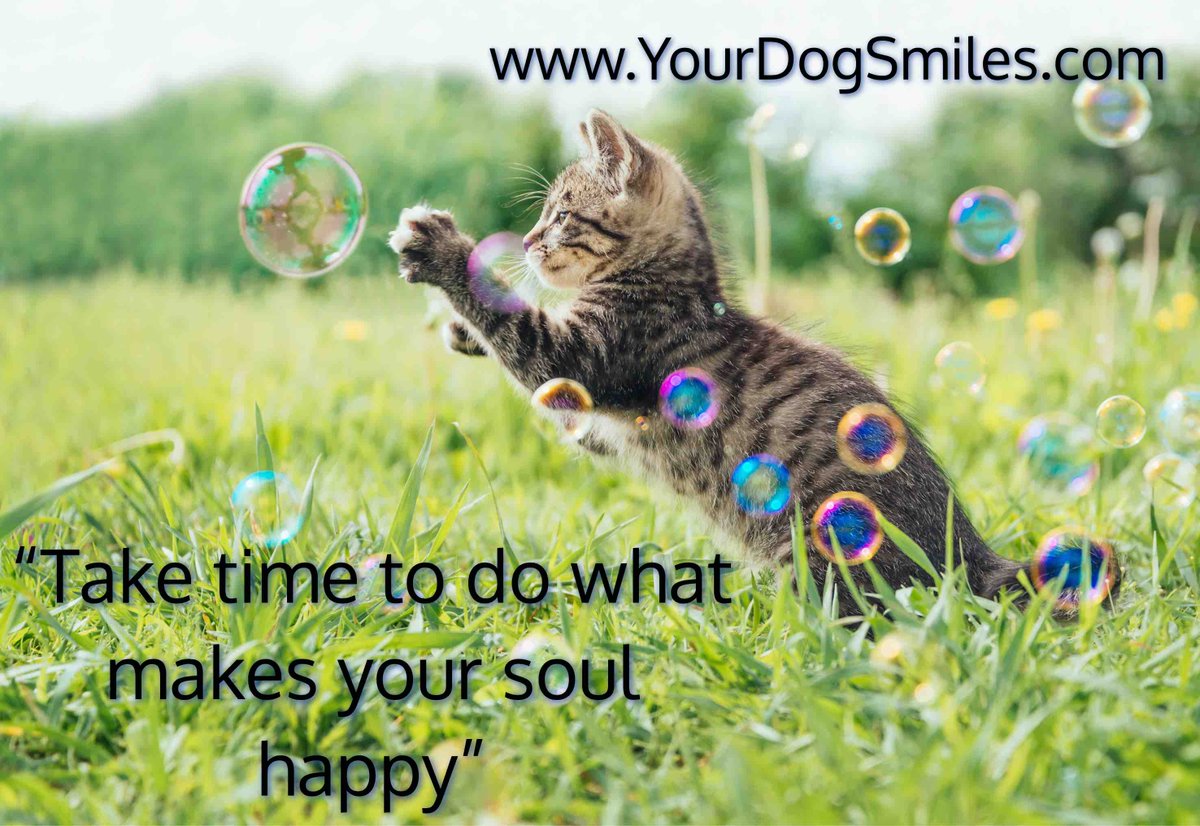 YourDogSmiles's tweet photo. “Take time to do what makes your soul happy” #PetSitter #Kittens #Cats #PositiveEnergy #Pets #Positivity #PositiveQuotes #Reston #Dogs #Herndon #Ashburn #GreatFalls https://t.co/y2HKsEjBrq