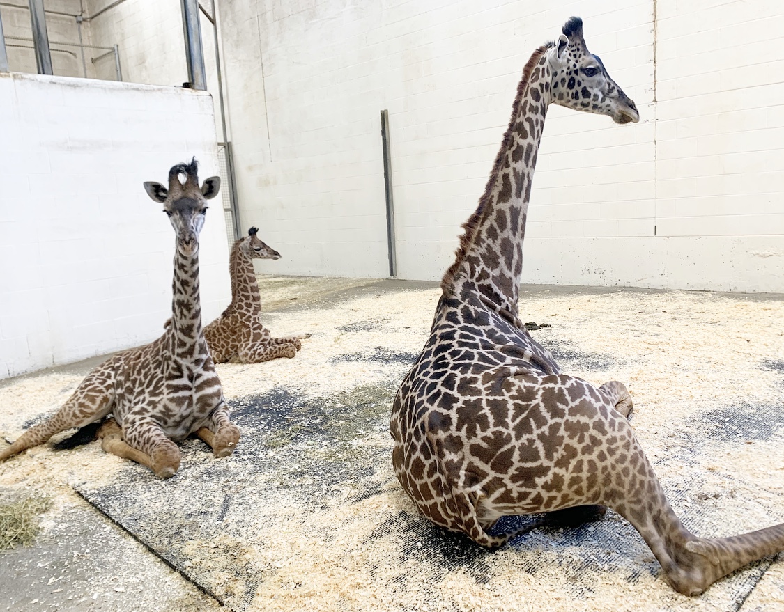 CincinnatiZoo's tweet photo. All three kids getting ready for a mid-day nap! Zoey: three-years-old | Fenn: six-months-old | Theo: 26 days old https://t.co/mHu2InjosK