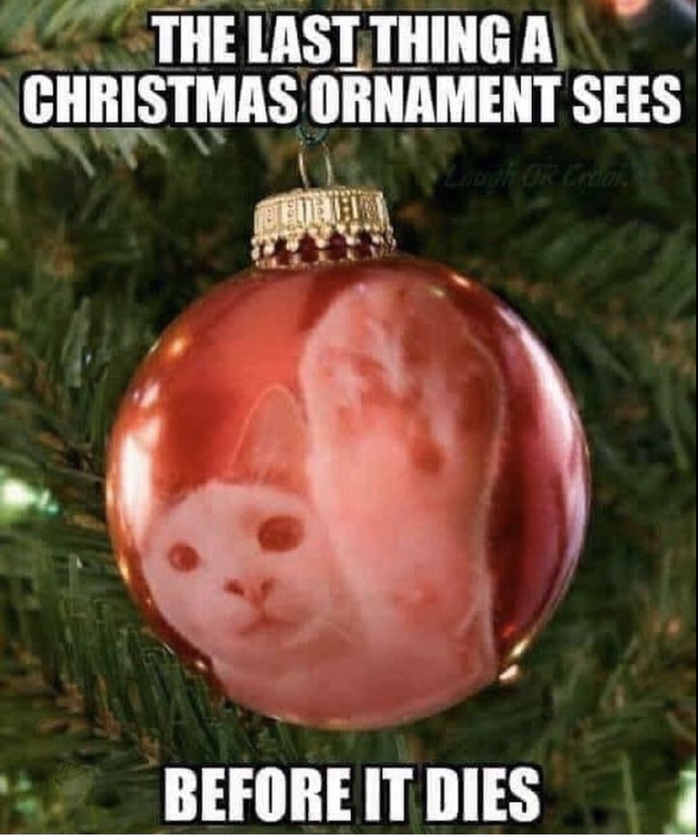 KittyKatFlat's tweet photo. Well folks, it’s that time of year again! #kittykatflat #xmas #meow https://t.co/uQbaxDM8Yn