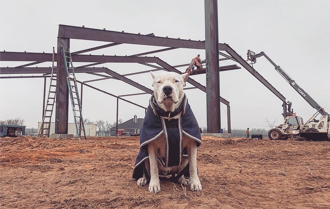 We give JAG customer, #tuckerleeandco's Project Manager, Diesel, two paws up!🐾 #TBT #JAGdogs #StructuralSteel #MetalBuilding #SteelBuildings