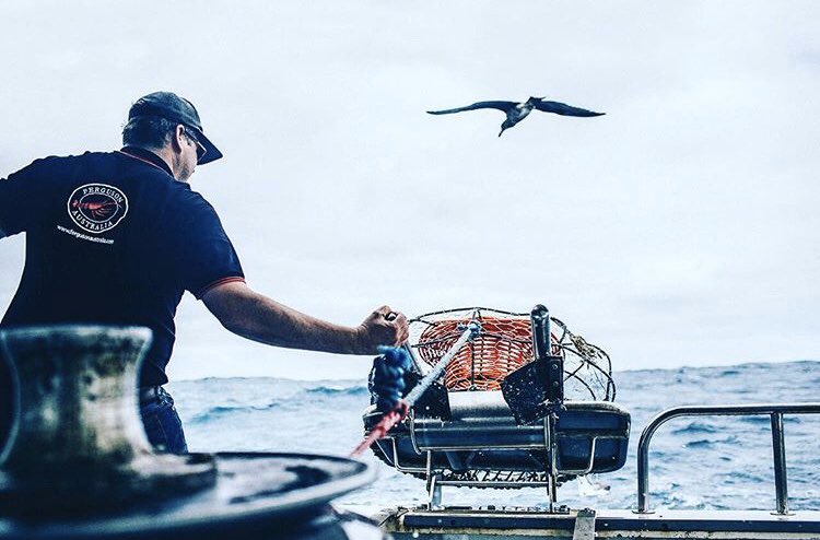 The fishermen are working hard to bring you your Christmas seafood! Get excited - only 5 more sleeps until we get to eat and relax! —
#fergusonaustralia 
#eatlocalseafood 
#christmasseafood 
#australianseafood 
#southaustralianfishing 
#eatmorefish