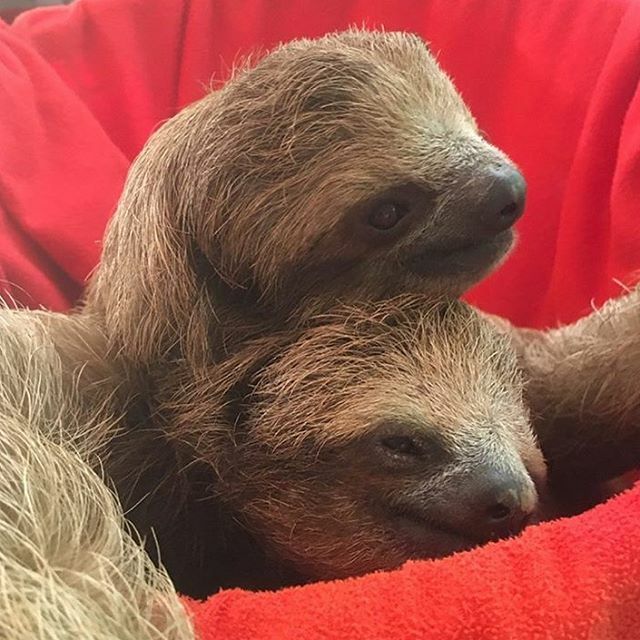instasloths's tweet photo. Tag your bestie! ❤️ 📸 @costaricaanimalrescuecenter_  #instasloths #sloths https://t.co/ehAL2dsOUJ https://t.co/BdEz2LsuVc