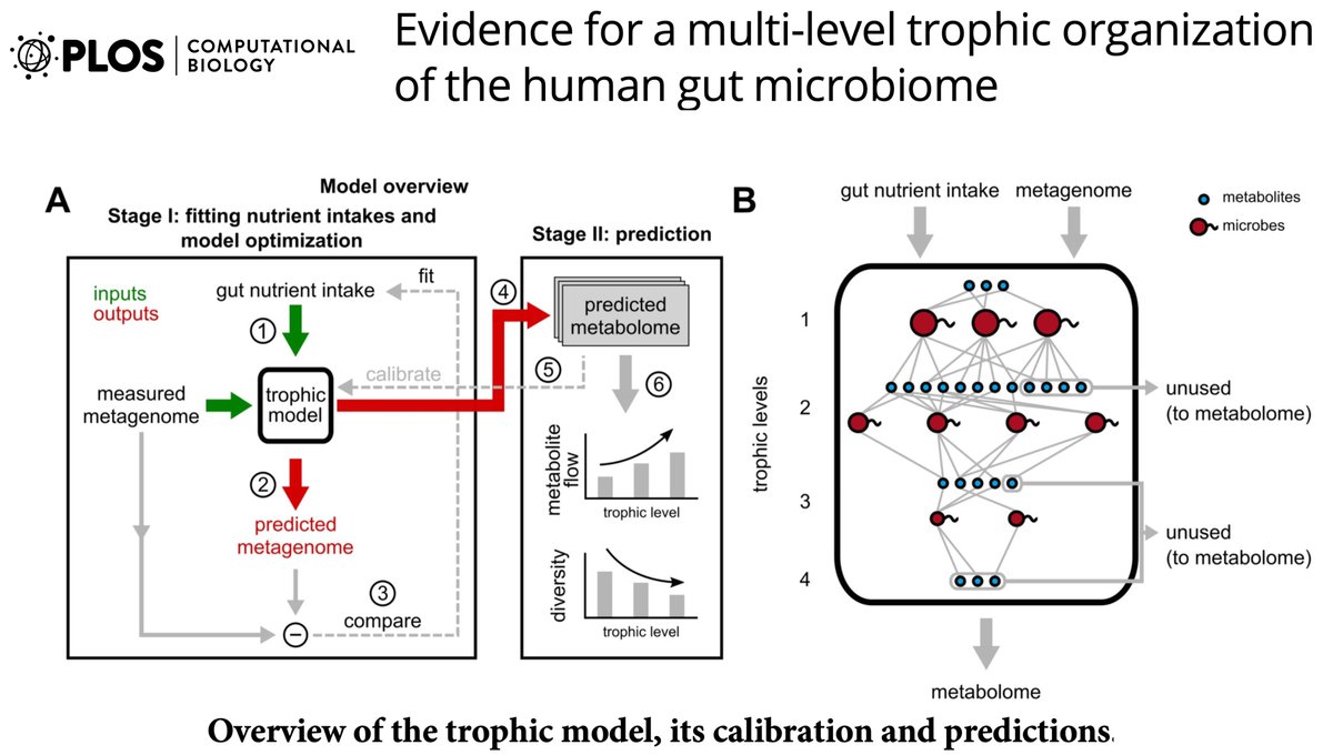 Leave it to some physicists and engineers to come up with a model that helps deconstruct the human gut #microbiome and its myriad metabolites and interactions
journals.plos.org/ploscompbiol/a… <a href="/IGBIllinois/">Genomic Biology</a> <a href="/sergei_maslov/">Sergei Maslov</a> Tong Wong and colleagues #metagenomics
