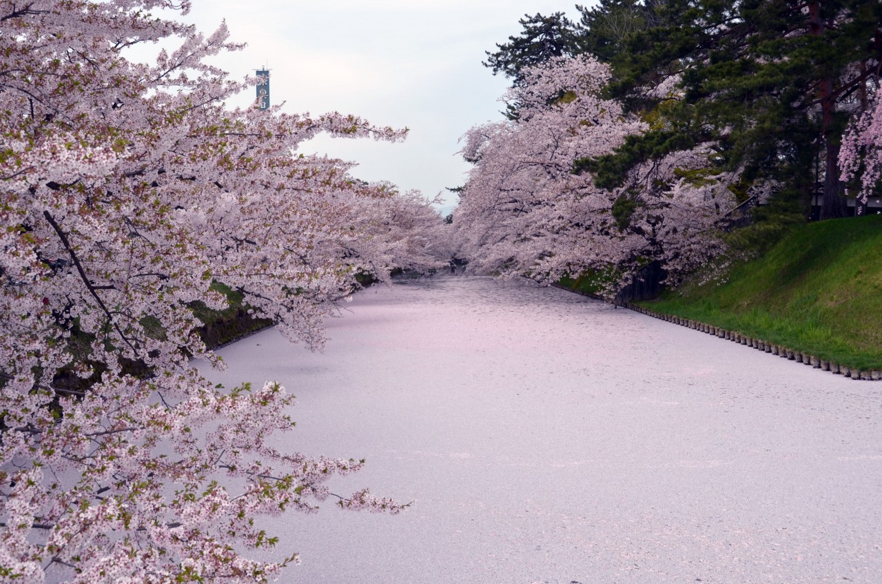 Hirosaki Сакура