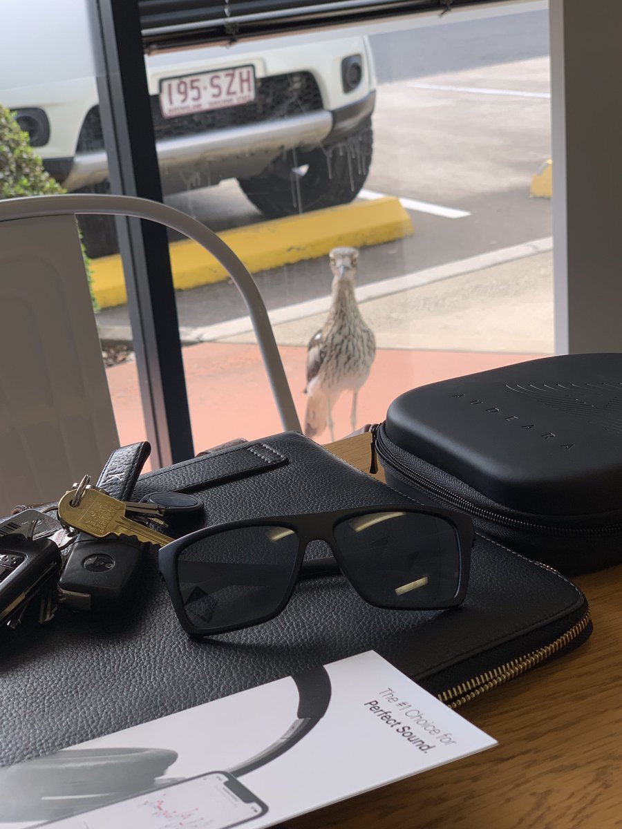 Stalky bird 🐦 🦅 at the @Audeara offices! #DealPig 🐷 🐖 🐽 Sunglasses 🕶 😎 #DLBrochure #MarketPositioning #PerfectSound #Friday #AK 🥂