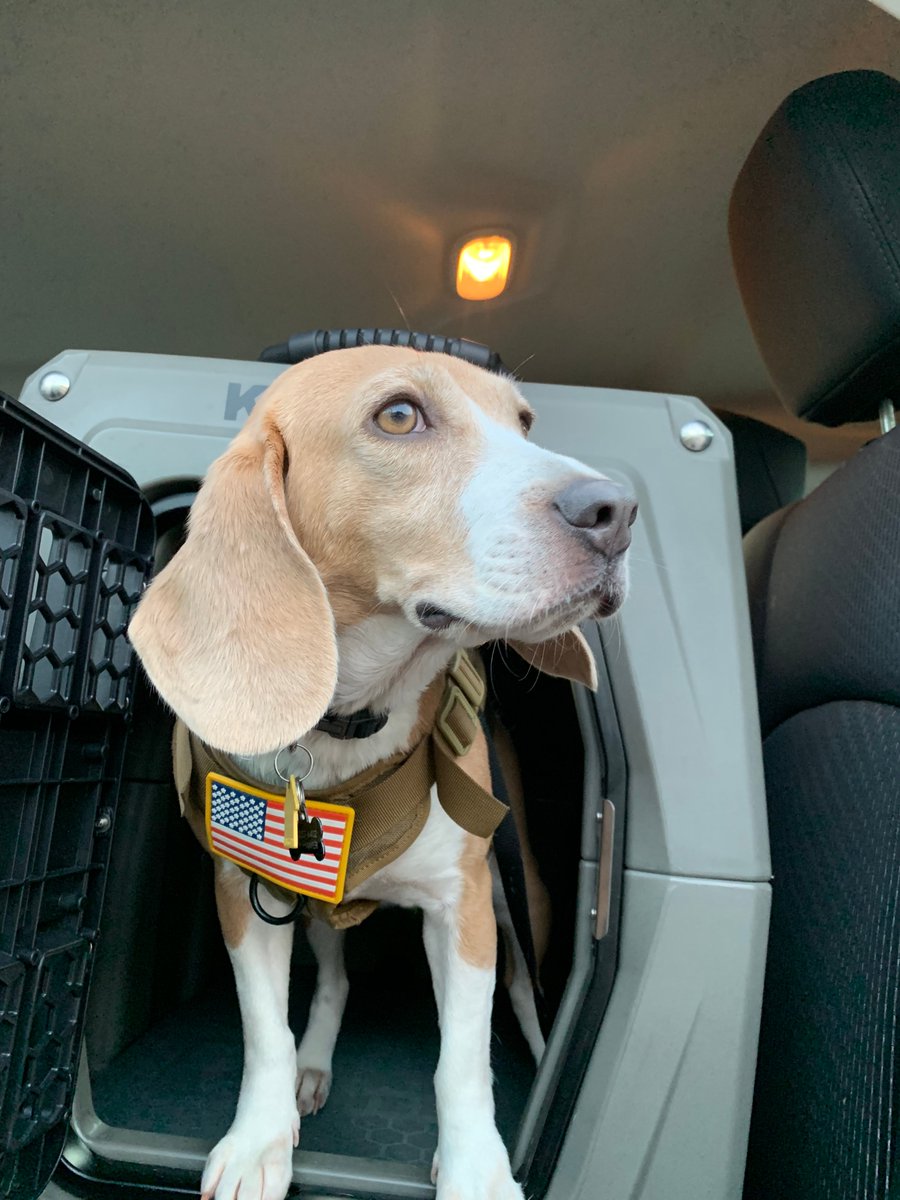 columbusbedbugs's tweet photo. Meet Birdi, she is our newest bed bug scent detection dog. She lives in Cincinnati with her handler Nick. Birdi loves her job and she's very good at it! https://t.co/RX8YvVVoi9