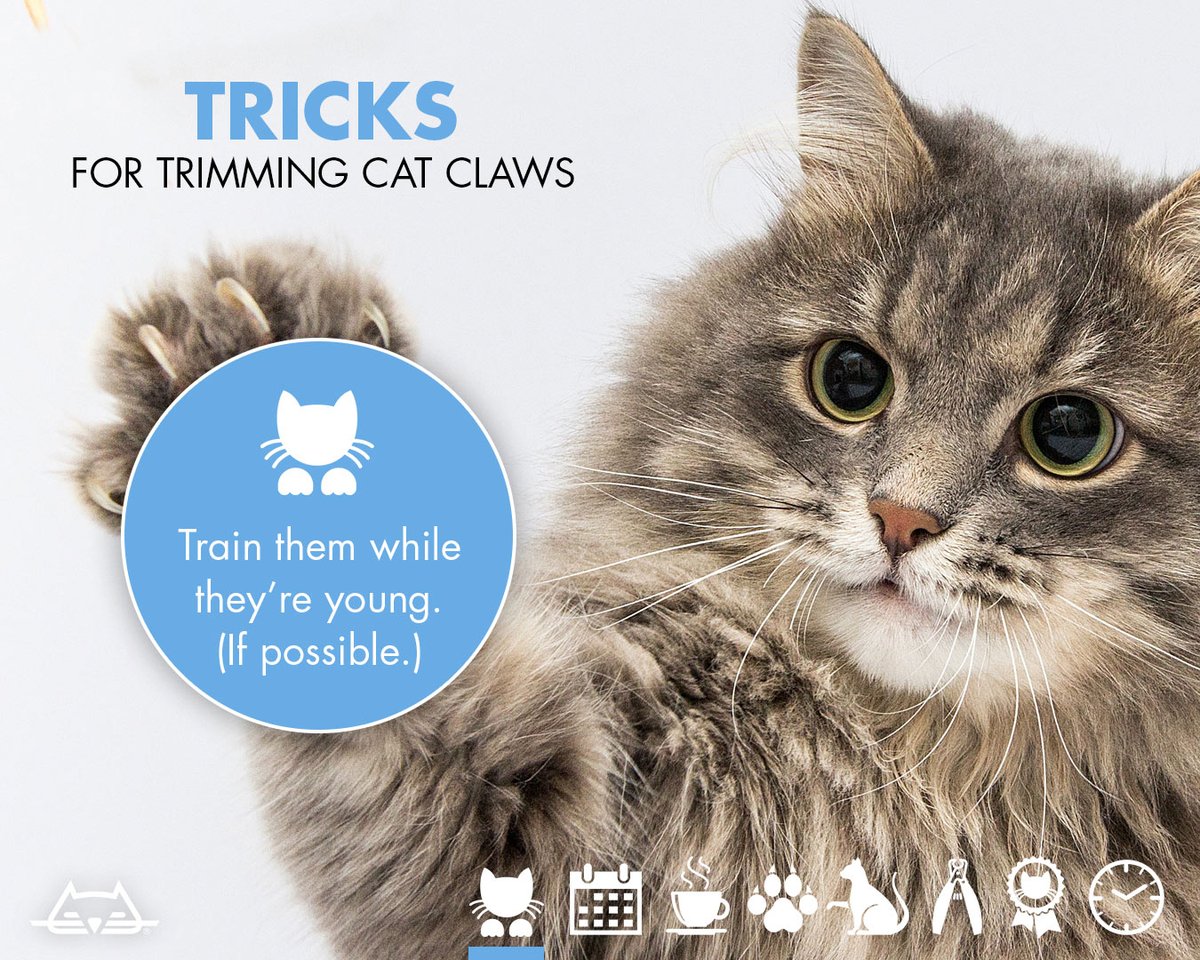 bestcatlitter's tweet photo. The earlier you can get your cat on comfortable terms with clippers, the better! Get more tips at: https://t.co/Biyr2xvusw https://t.co/Z7Z5W0xqdn