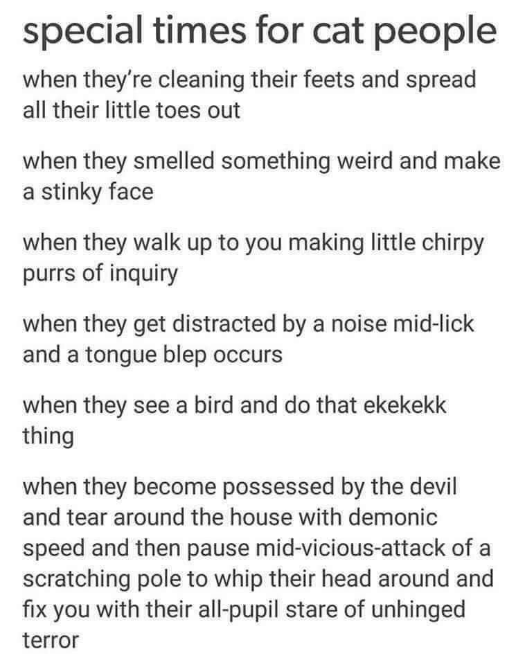 ThePhilosopurr's tweet image. The all pupil stare .... shivers...

#Cats #CrazyCatLady 

But we love the #Bleps 
#Purrsday