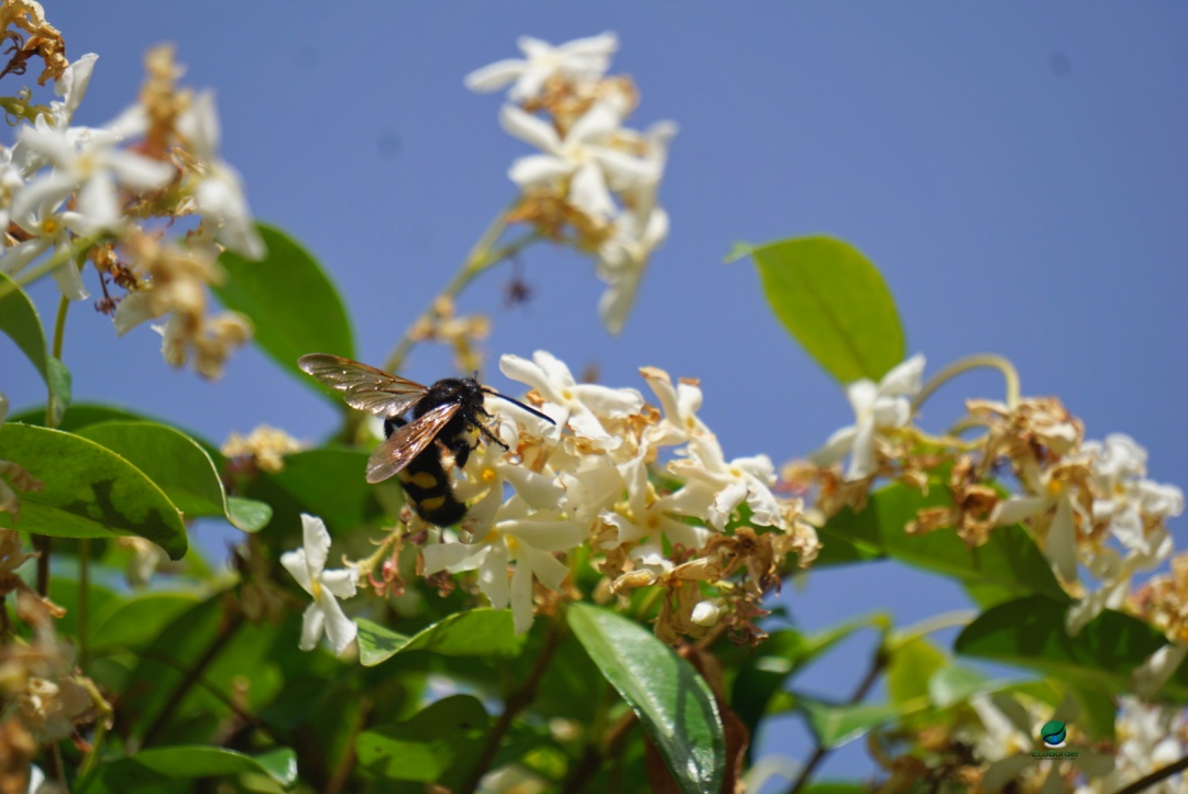 EcoBorder's tweet photo. Working hard for the holidays!🐝💮
#ThursdayMotivation #naturelovers https://t.co/7rIt5lCBjw