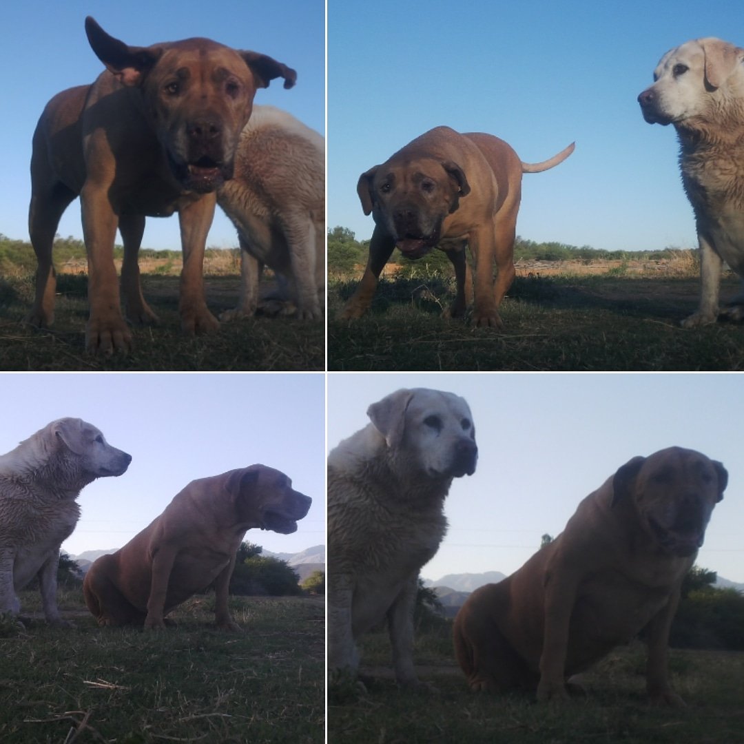 The_Meerkat_Man's tweet photo. I have overwhelming love for these gorgeous puppy friends Amara & Kia, soo many years together 24/7 - such gifts in my days β€πΎπΎ
#dog #dogs #doghotel #dogsoftwitter #ilovemydog #happydog #happydogs #funnydog #reservedog #themeerkatman #mydog #amara #kia #mydogs #animalfriends https://t.co/rwzwCzet9k