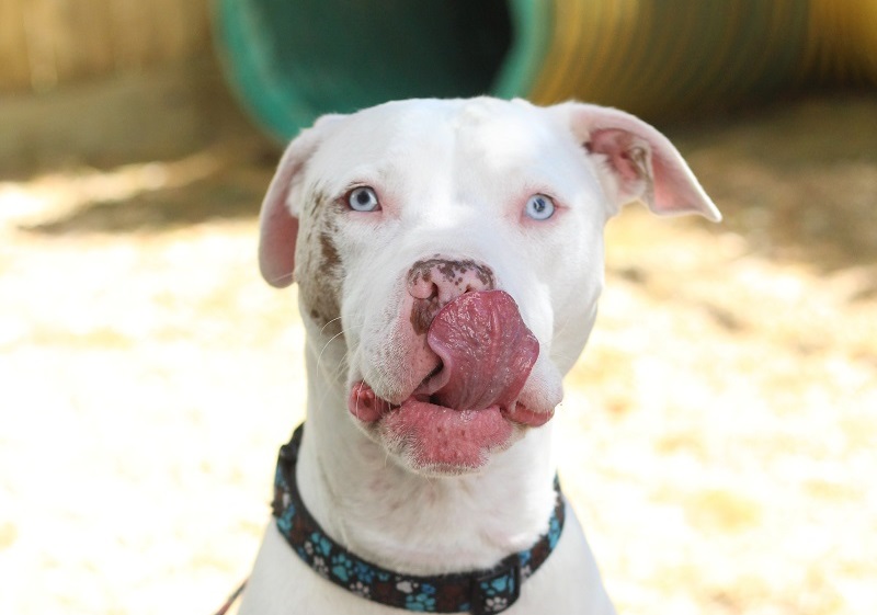 Join jus for Furry Friend Friday with specials for all dogs and visit from PAWS Philadelphia on Dec 20th. PAWS is a non-profit organization dedicated to saving Philadelphia’s homeless and at-risk animals. Adopt a dog and give him a loving home!
<a href="/phillypaws/">PAWS</a>
