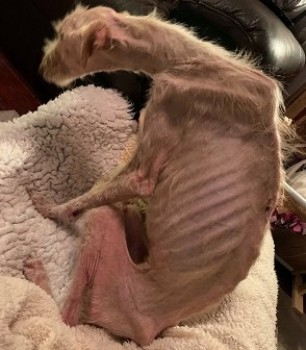 millypod1's tweet photo. 😢Any info regarding how this dog came to be abandoned please ring number below in confidence
Northumberland Animal Welfare team☎️0345 600 6400
#FOUND 3 DEC 2019 Lurcher Female
#Cowpen area #Blyth #Northumberland #NE24 
UPDATES : https://t.co/WoxzFJ6htA…
https://t.co/NtDPGSS9Mn https://t.co/RzroZkxESX