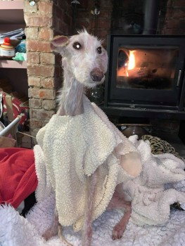 millypod1's tweet photo. 😢Any info regarding how this dog came to be abandoned please ring number below in confidence
Northumberland Animal Welfare team☎️0345 600 6400
#FOUND 3 DEC 2019 Lurcher Female
#Cowpen area #Blyth #Northumberland #NE24 
UPDATES : https://t.co/WoxzFJ6htA…
https://t.co/NtDPGSS9Mn https://t.co/RzroZkxESX