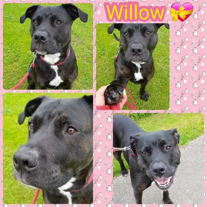 #PleaseRTRTRT <a href="/earanimalrescue/">Eden Animal Rescue</a> Willow, 6, #presacanario X has been in #rescue #cumbria for nearly 2 years. Needs a #foreverhome with large breed experience.

edenanimalrescue.org.uk/animals/dogs.p…

#forgottensoulshour 
#adoptdontshop 
#AllLivesMatter 
#TeamZay