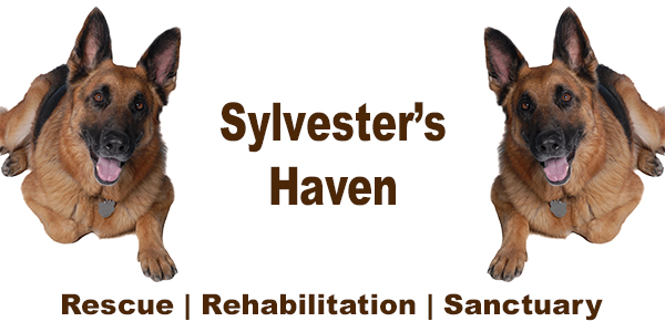 Thank You For Your Support Of Sylvester's Haven In 2019 - https://t.co/xCsPIA7Smk