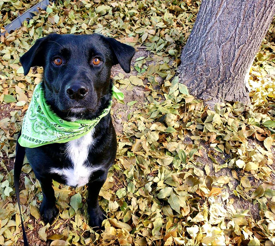 PetSmartChariTs's tweet photo. Spade was timid, had nightmares &amp; scars which caused the shelter to believe he was previously abused. Spade's lucky day arrived when Alicia visited the shelter &amp; fell in love with him. After some tender love &amp; patience, Spade is now the happiest, most loving dog. #iadopted https://t.co/ydMwykdbGh