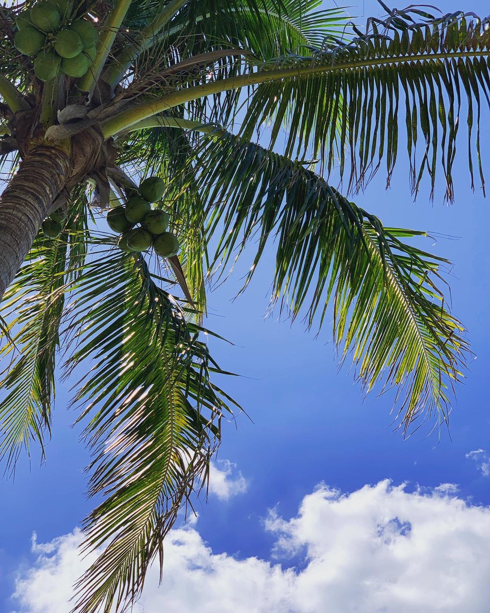 Sky’s the limit!!

#travel 🚘🛫 and #share 😉 
#srq #usa 🇺🇸 #LoveFL ❤️
#dreambig 😊 #unique
#thesunshinestate ☀️
#floridahi #Florida #saltlife
#photography 📸 #visitsarasota 
#vacation #floridaliving
#staysaltyflorida
#florida_greatshots
#🌴☀️😎
