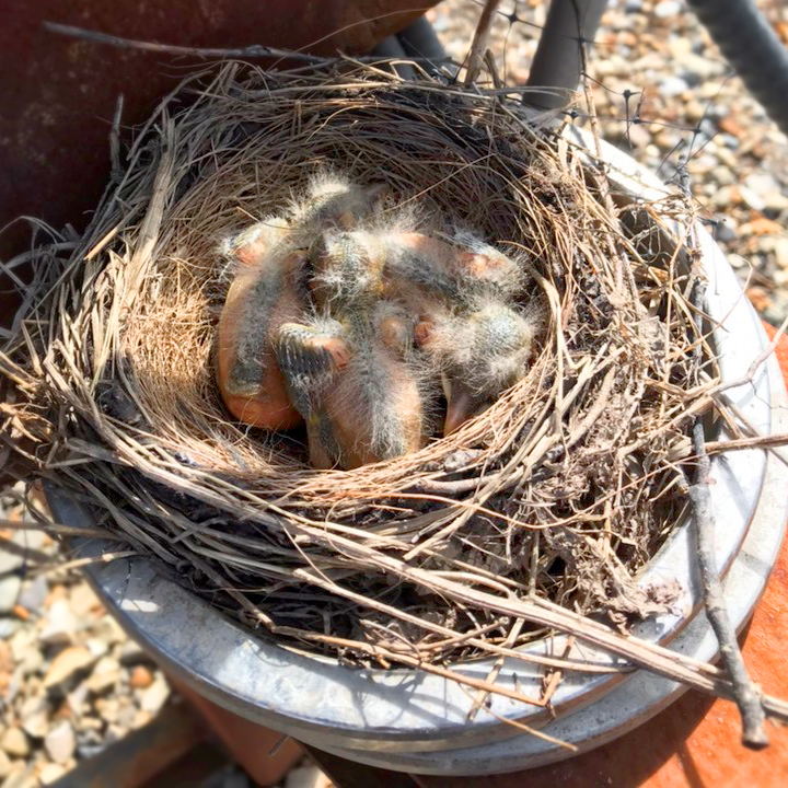 Encana Corporation tweet media