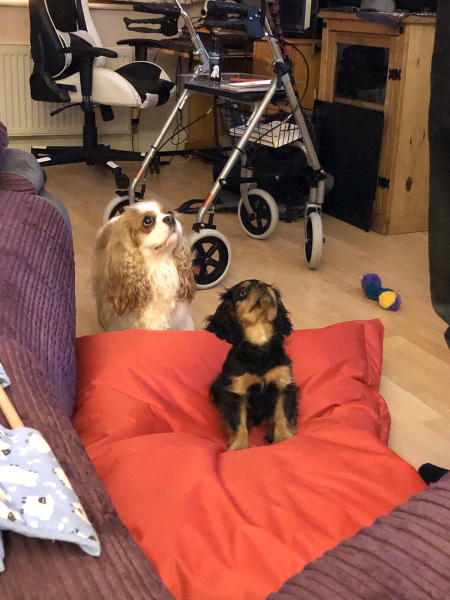HeidiCavalier's tweet photo. We detect foods. 💖💙🐾🐾 https://t.co/pzDXunKcVy