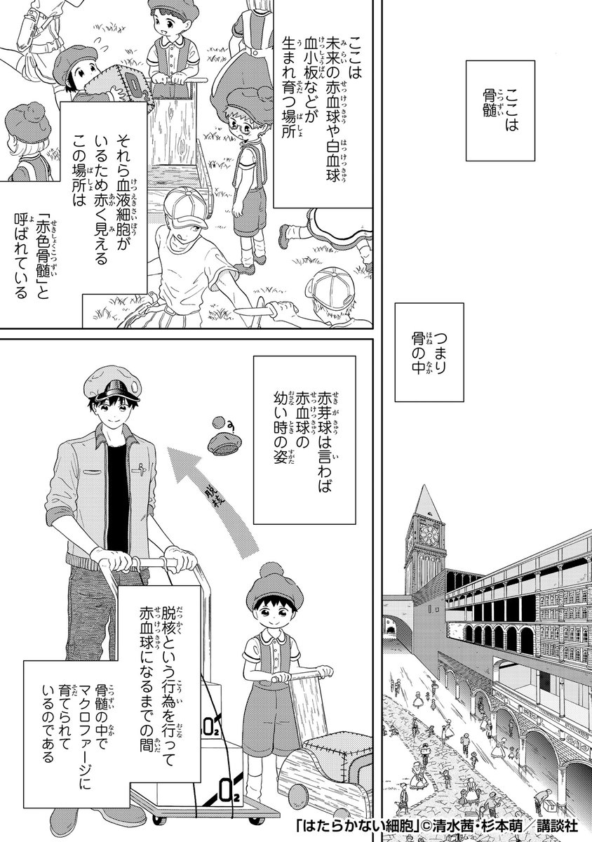 こじらせ「赤芽球」の日常。
#はたらく細胞 #はたらかない細胞 1/4 