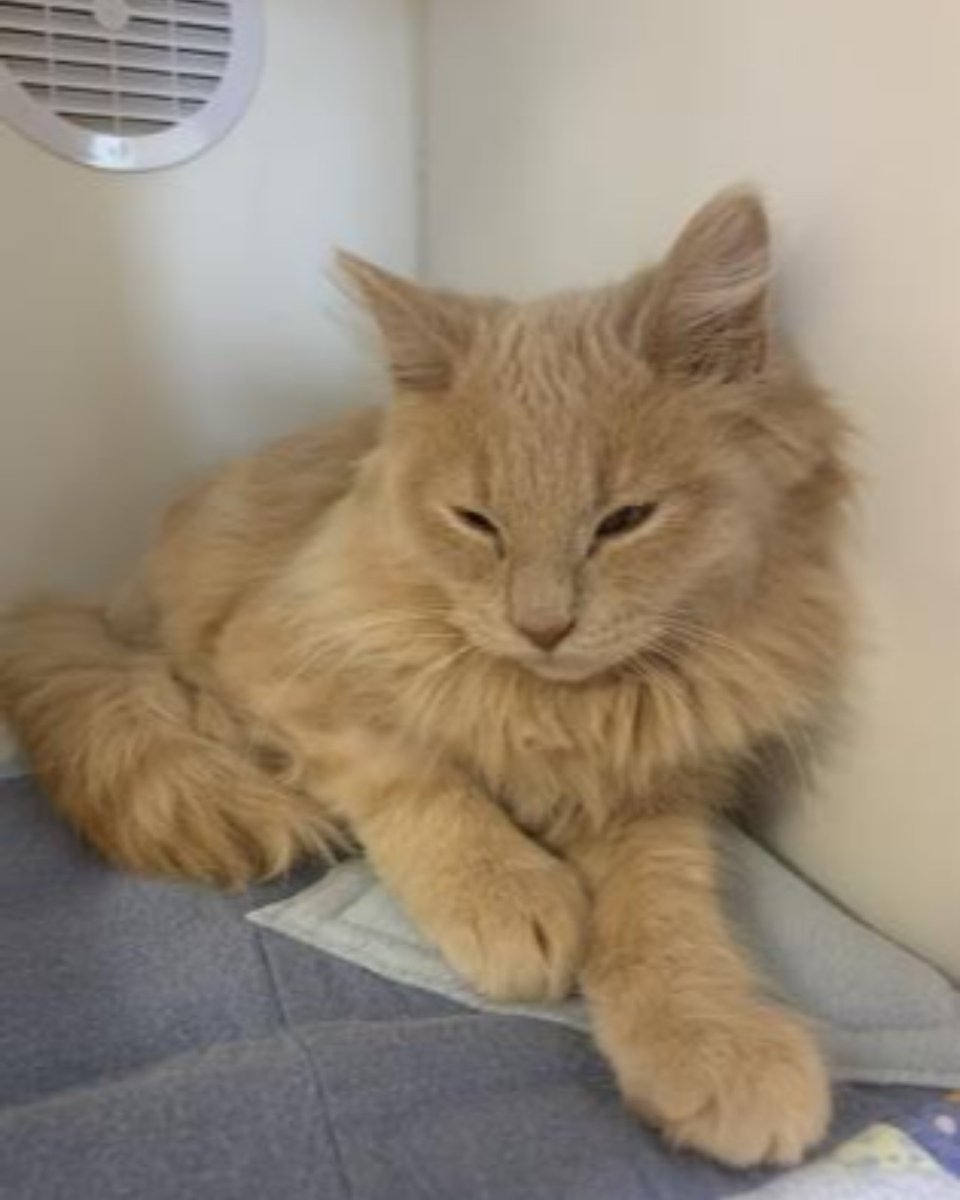 Hi my name is Clover! I am a super shy but sweet 3-month old girl. I didn't have the greatest start to life but if you can give me a great life then come check me out at the Stratford Perth Humane Society! kwsphumane.ca/adopts/cats 

#AdoptDontShop