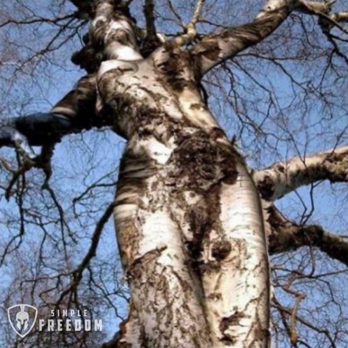 SFPlaybook's tweet photo. People are like trees. Full of potential to grow and develop, if their given the right conditions, experiences, and environment to thrive. #simplefreedom #simplefreedomclub #simplefreedomplaybook #onlinemarketing #homebusiness #affiliatemarketing #affiliatemarketers https://t.co/kQJQfpKfLC