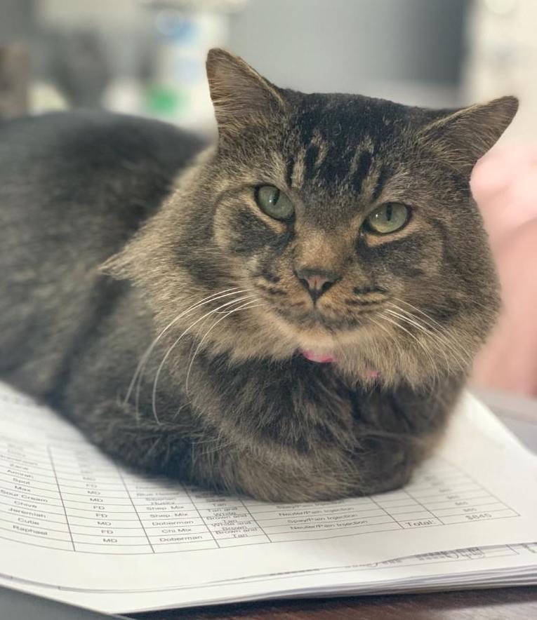 HSNT1's tweet photo. Scoop — incarcerated 3 times due to unprovoked attacks on his newly adoptive parents (3 families to be exact), has taken up shop and is loving life at HSNT. He may attack you, but we can’t say for sure...he loves us so I’m guessing if he bites you it’s because you’re a jerk. https://t.co/PCOyKZFEpl