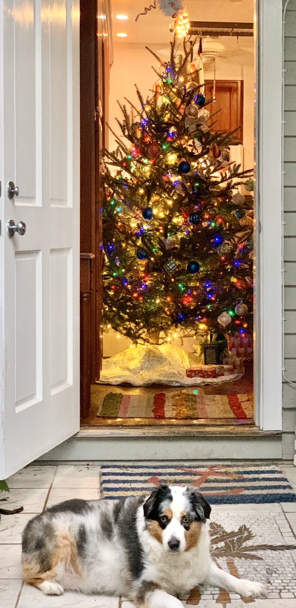 Ollie, guardian of the tree