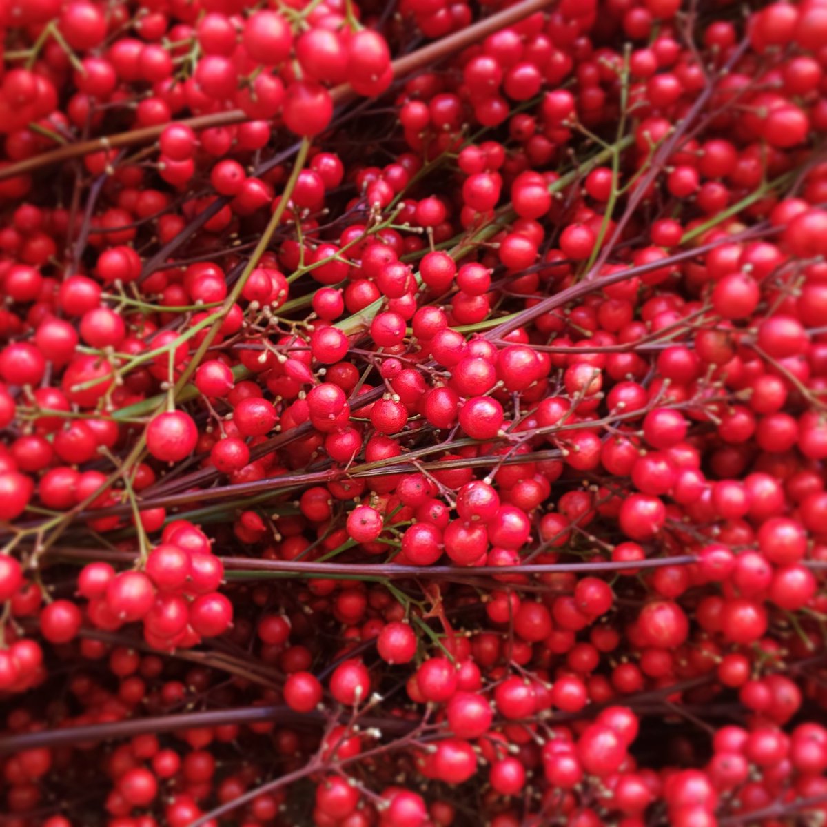 Flowershop315 ぷりっぷりの南天が入荷しました 南天の実 1本 900 南天 しめ縄 お正月飾り お正月準備 手作り お正月 お飾り ワークショップ 花屋 フラワーショップ フラワーショップ315 Flowershop Flowershop315 池袋 西池袋 T