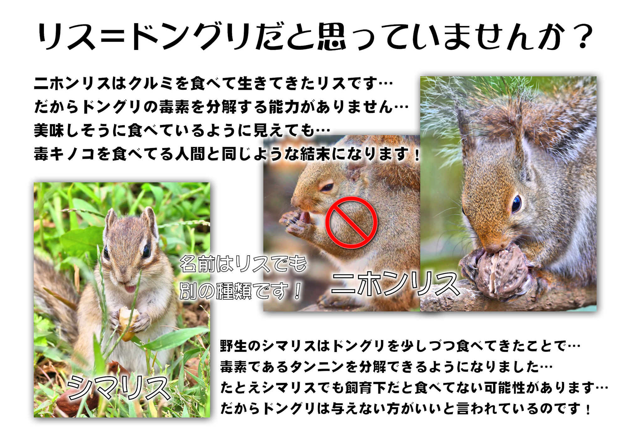 リス のつぶやき やっと リスの小径 で配布するドングリ の毒性を説明するためのカード ができました こういう普及活動をする方が増えてくれればいいけど 楽しくもないし 利益にもならないから やはり私が自発的にするしか