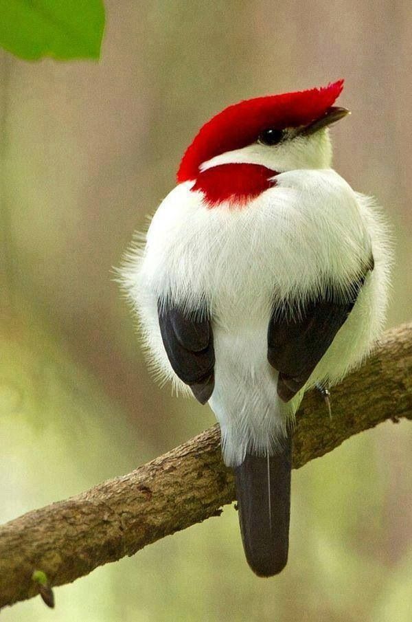 JDansant's tweet photo. so exquisite and elegant ... but critically endangered ... the Araripe Manakin, may be found in the remaining rainforests of Brazil ... 

#biodiversity #savebiodiversity https://t.co/ow2QMgI46X