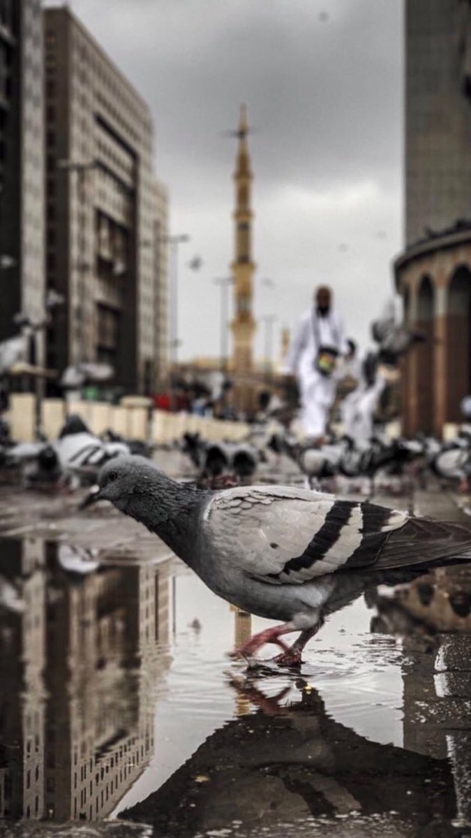 ᴿᴬ ˢ ᴴ ᴬ tweet media